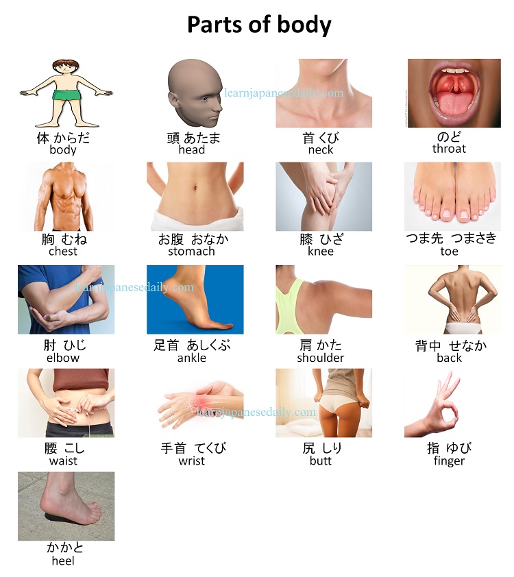 Body Parts in Japanese – Every Term from Head to Toe 3