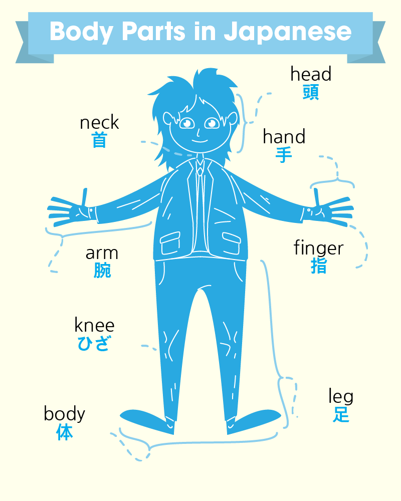 Body Parts in Japanese – Every Term from Head to Toe 4