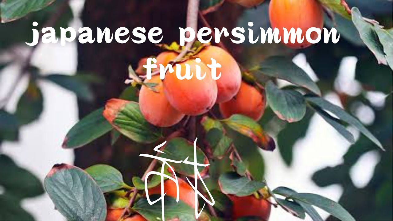 Coming with Picking Persimmon in Katsuragi Japan 5