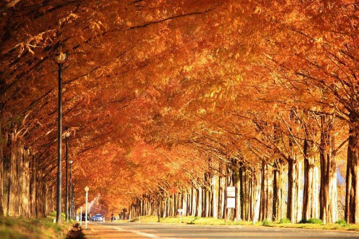 Discovering Shounsanso Autumn Leaves Light-up in Japan 1