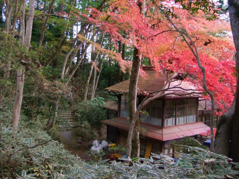Going up Autumn Maple Festival at Togo Park Japan 2024 1