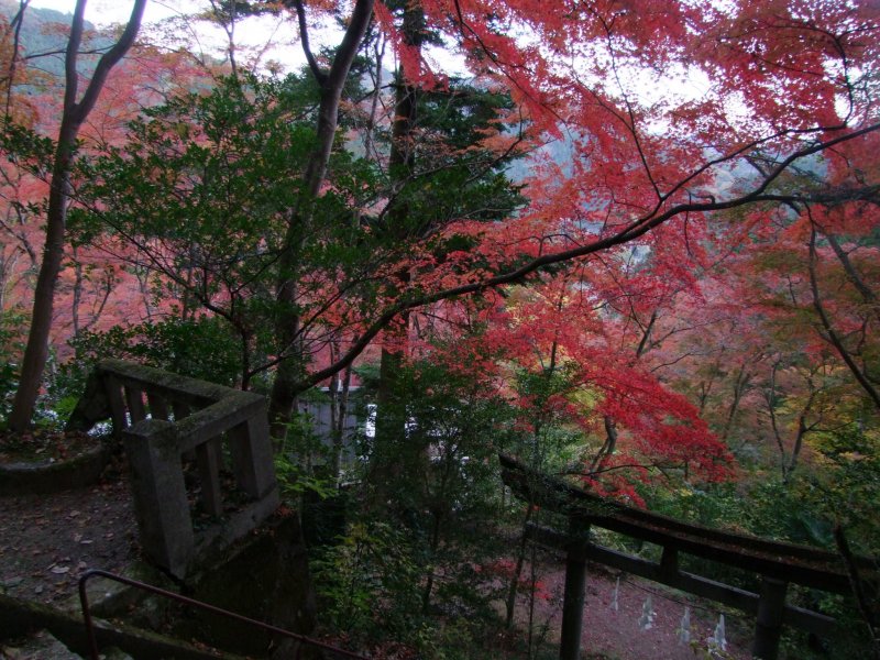 Going up Autumn Maple Festival at Togo Park Japan 2024 4