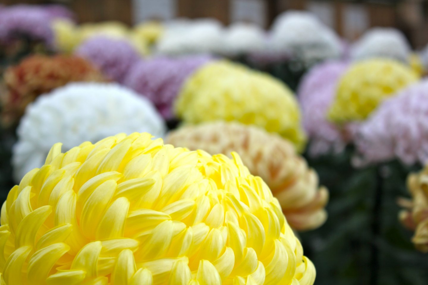 Guide to Chrysanthemum Exhibit at Sankeien Japan 2024 3