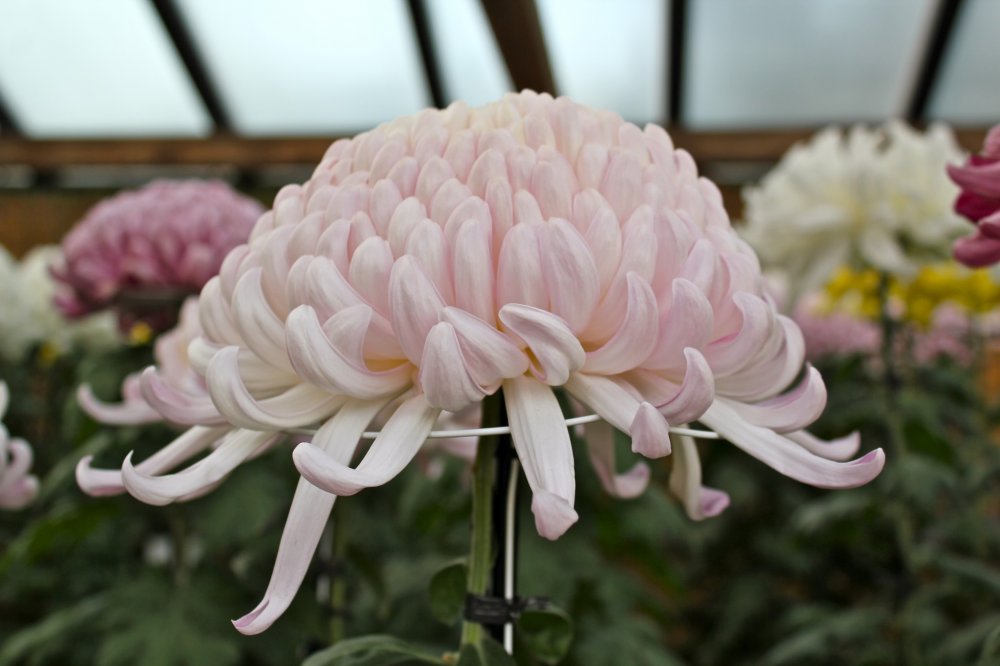 Guide to Chrysanthemum Exhibit at Sankeien Japan 2024 5