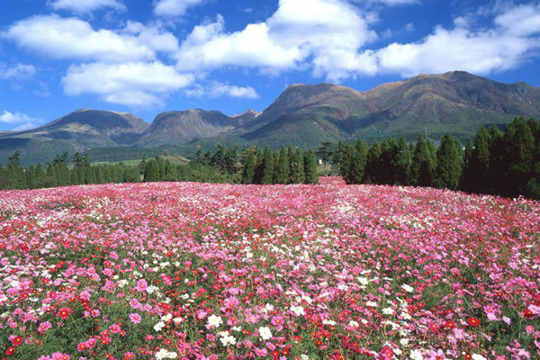 About 5 Flower Parks to Visit in Kyushu Japan 2024 1