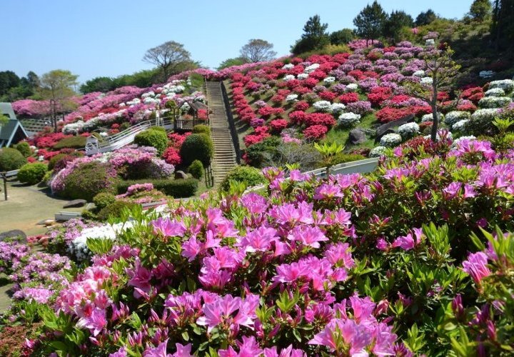 About 5 Flower Parks to Visit in Kyushu Japan 2024 3
