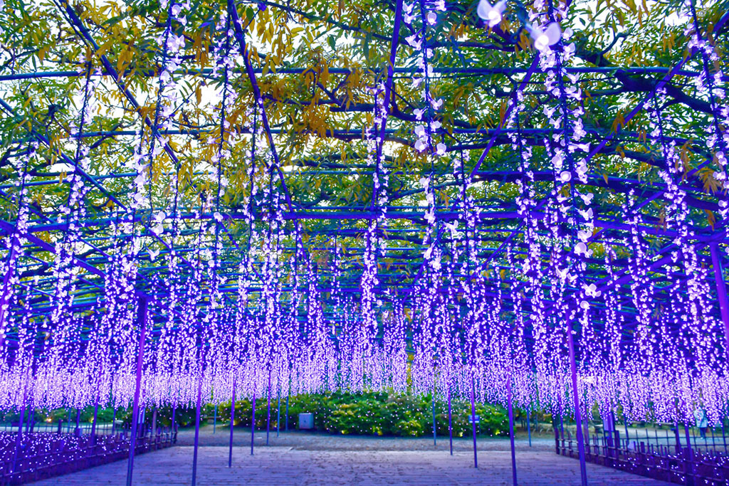 About 5 Flower Parks to Visit in Kyushu Japan 2024 4