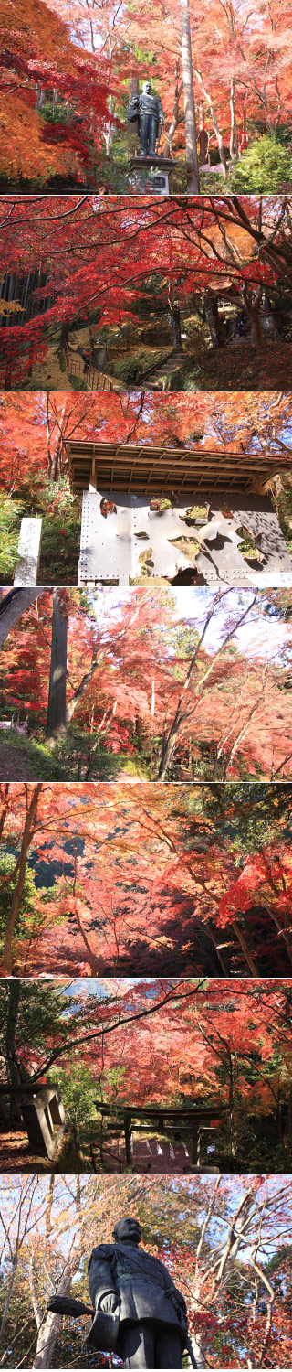 About Autumn Maple Festival at Togo Park in Japan 1