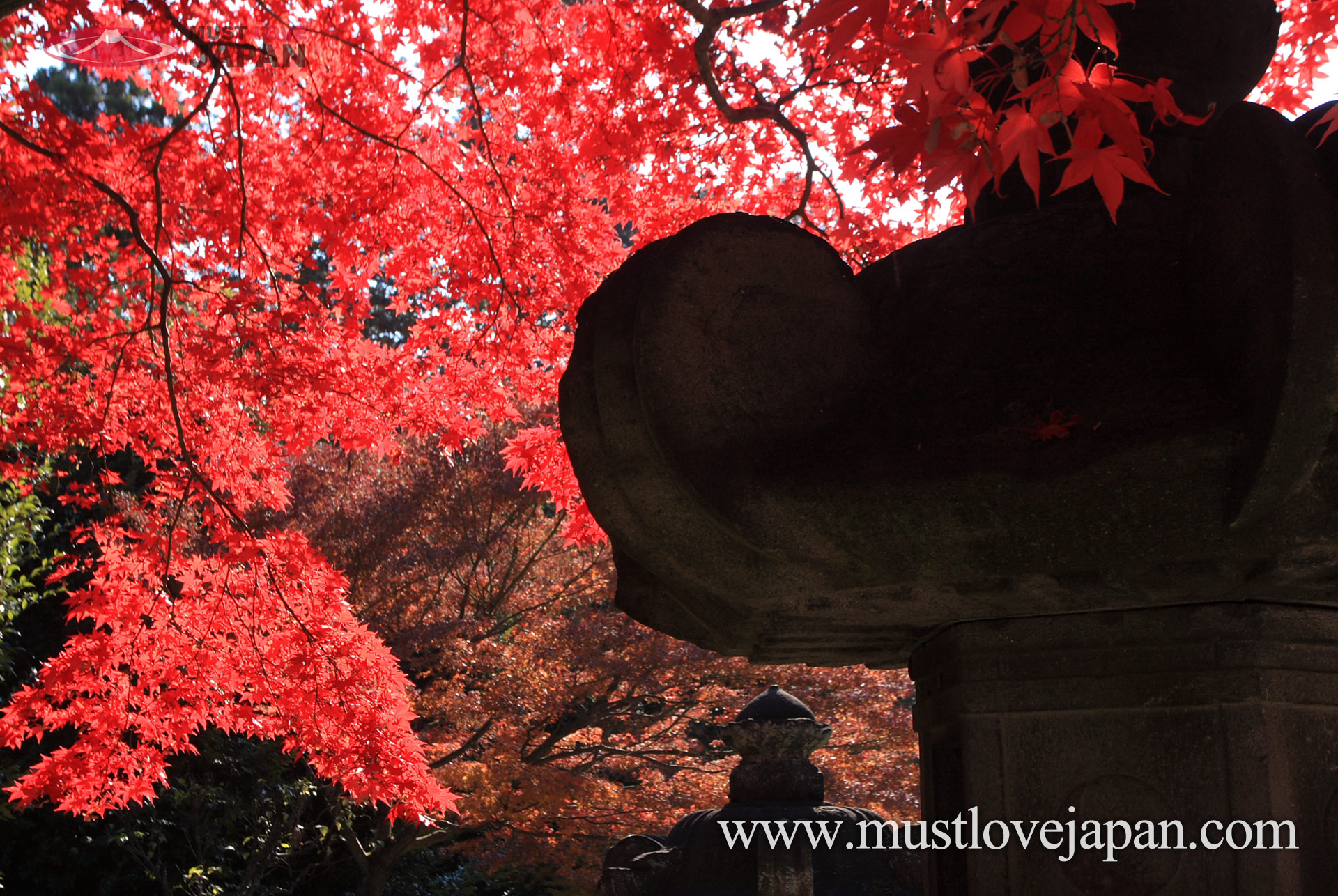 About Autumn Maple Festival at Togo Park in Japan 3