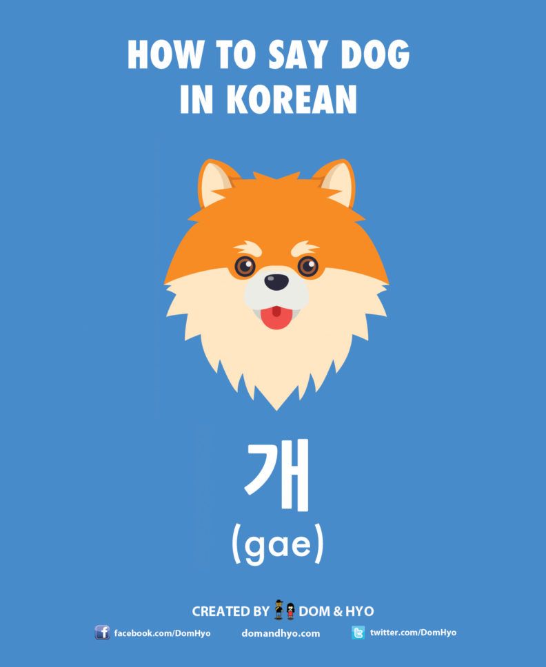 “Dog” in Japanese – Hangul word for the man’s best friend 2