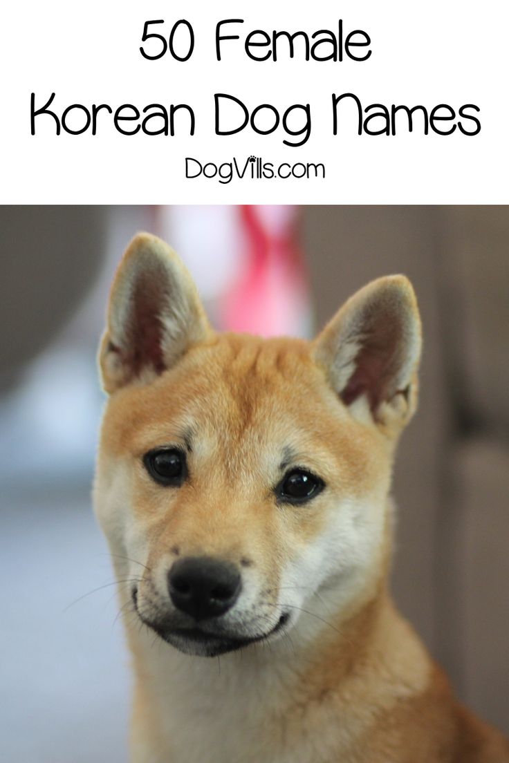 “Dog” in Japanese – Hangul word for the man’s best friend 3