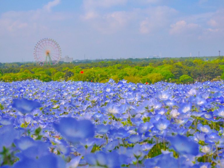 Guide to 5 Flower Parks to Visit in Kyushu Japan 2024 1