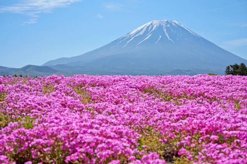 Guide to 5 Flower Parks to Visit in Kyushu Japan 2024 2