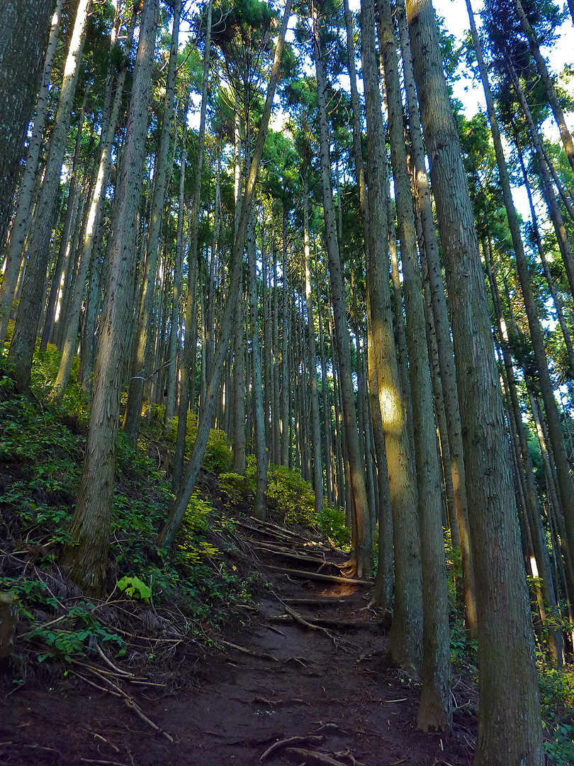 Guide to Mount Mitake & Mount Odake Day Hike Japan 1