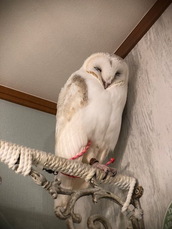 Visiting Akiba Fukuro - The Owl Cafe in Japan 4