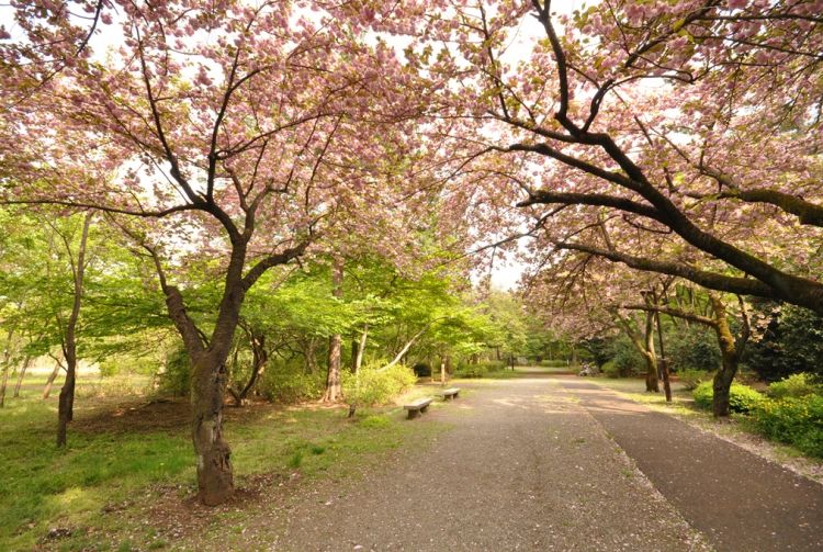 Visiting Musashino Woods Park in Japan 3
