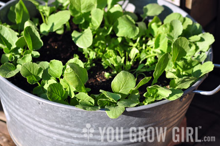 10 Tips for Growing Radishes in Pots or Containers 1