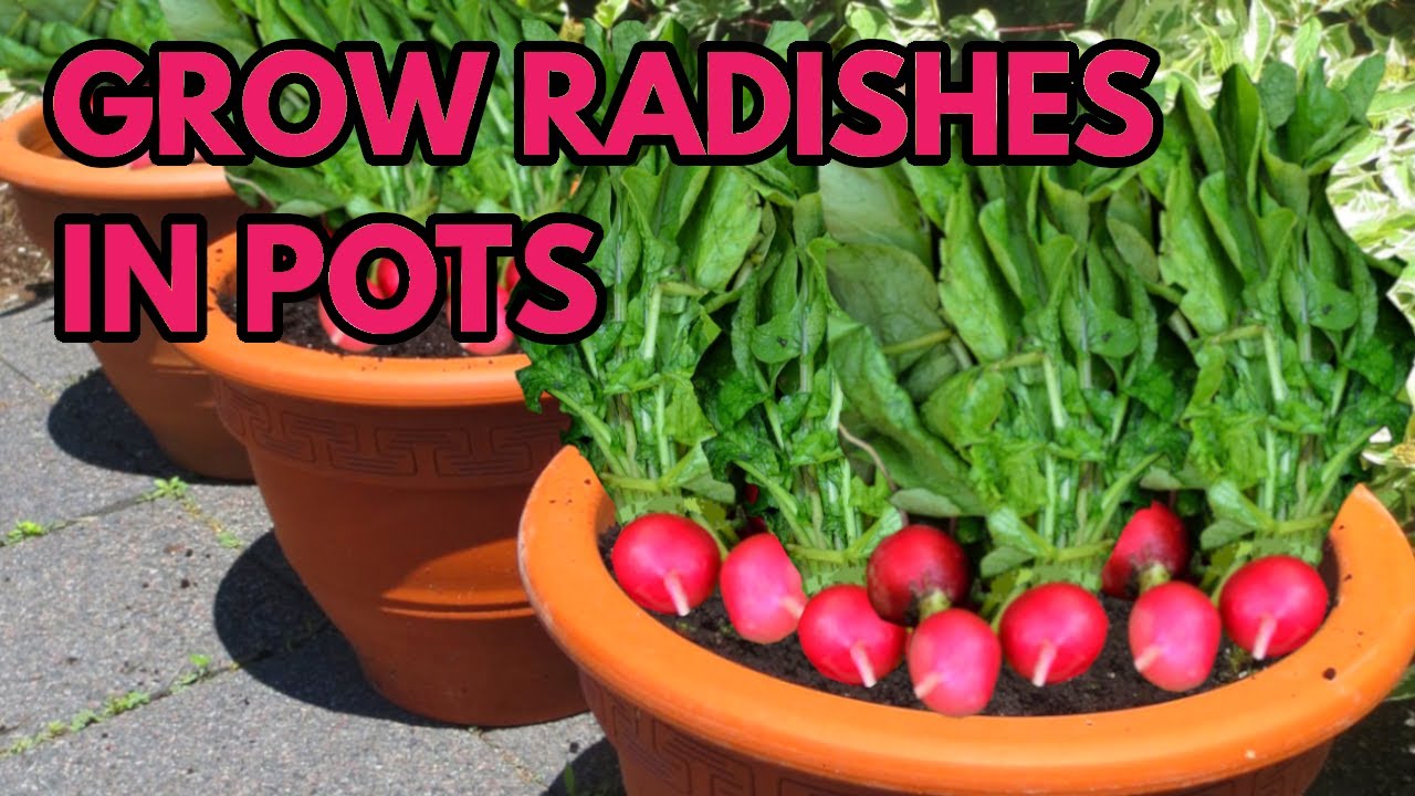 10 Tips for Growing Radishes in Pots or Containers 2