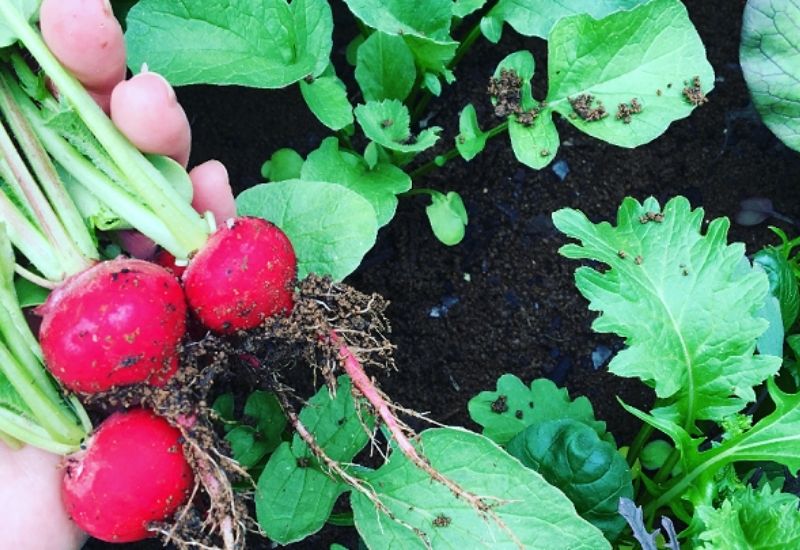 10 Tips for Growing Radishes in Pots or Containers 3