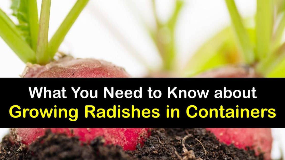 10 Tips for Growing Radishes in Pots or Containers 4