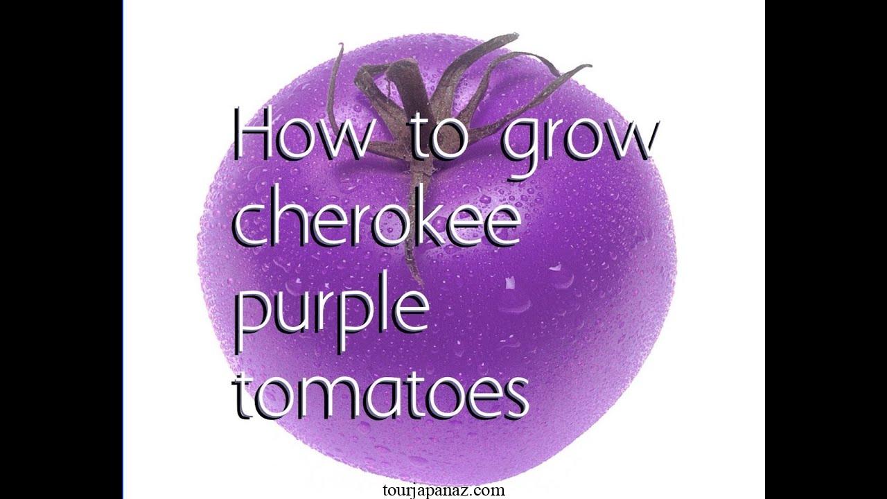 How to Plant, Grow, and Care for Cherokee Purple Tomatoes 4