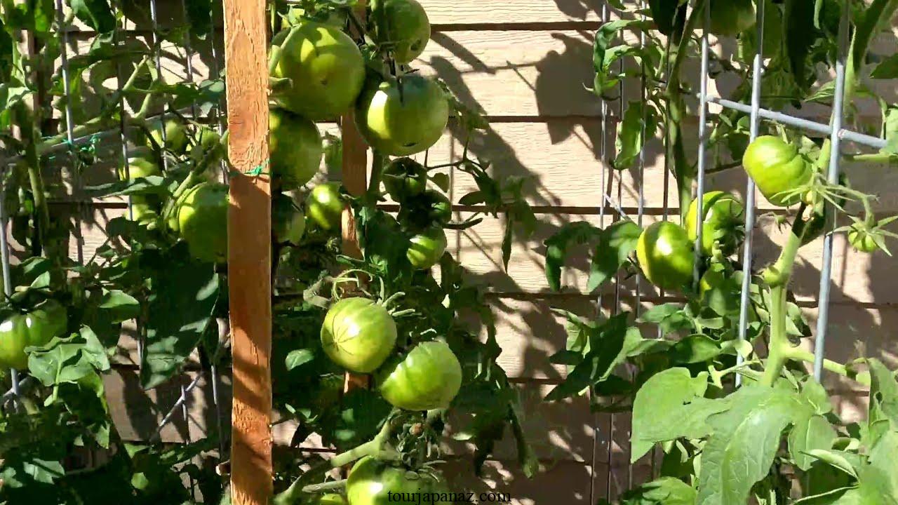 How to Plant, Grow, and Care for Cherokee Purple Tomatoes 3