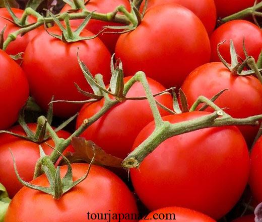 When to pick cherry tomatoes for the best flavor and quality 1