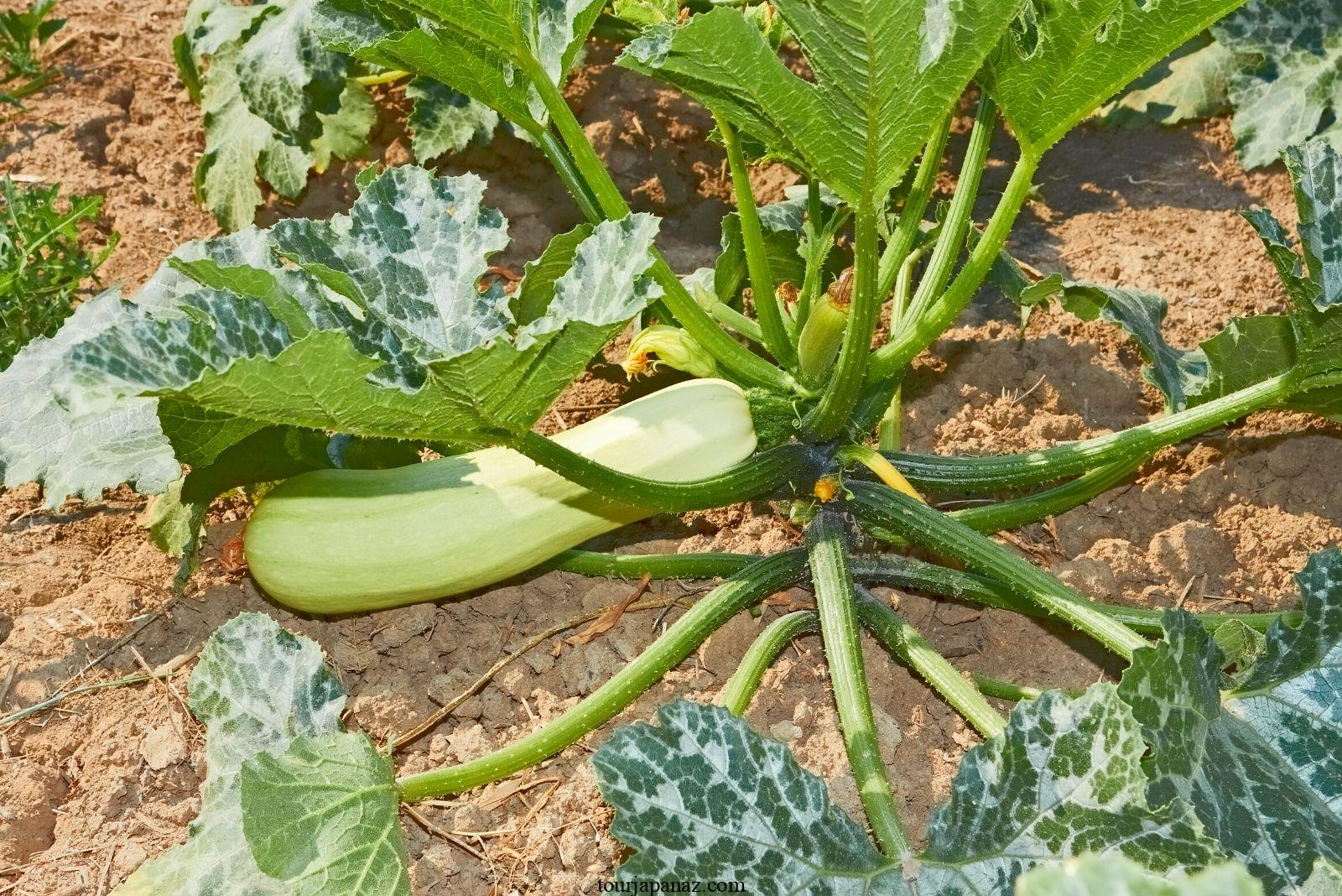 Zucchini Growth Stages: How Fast Does Zucchini Grow? 3