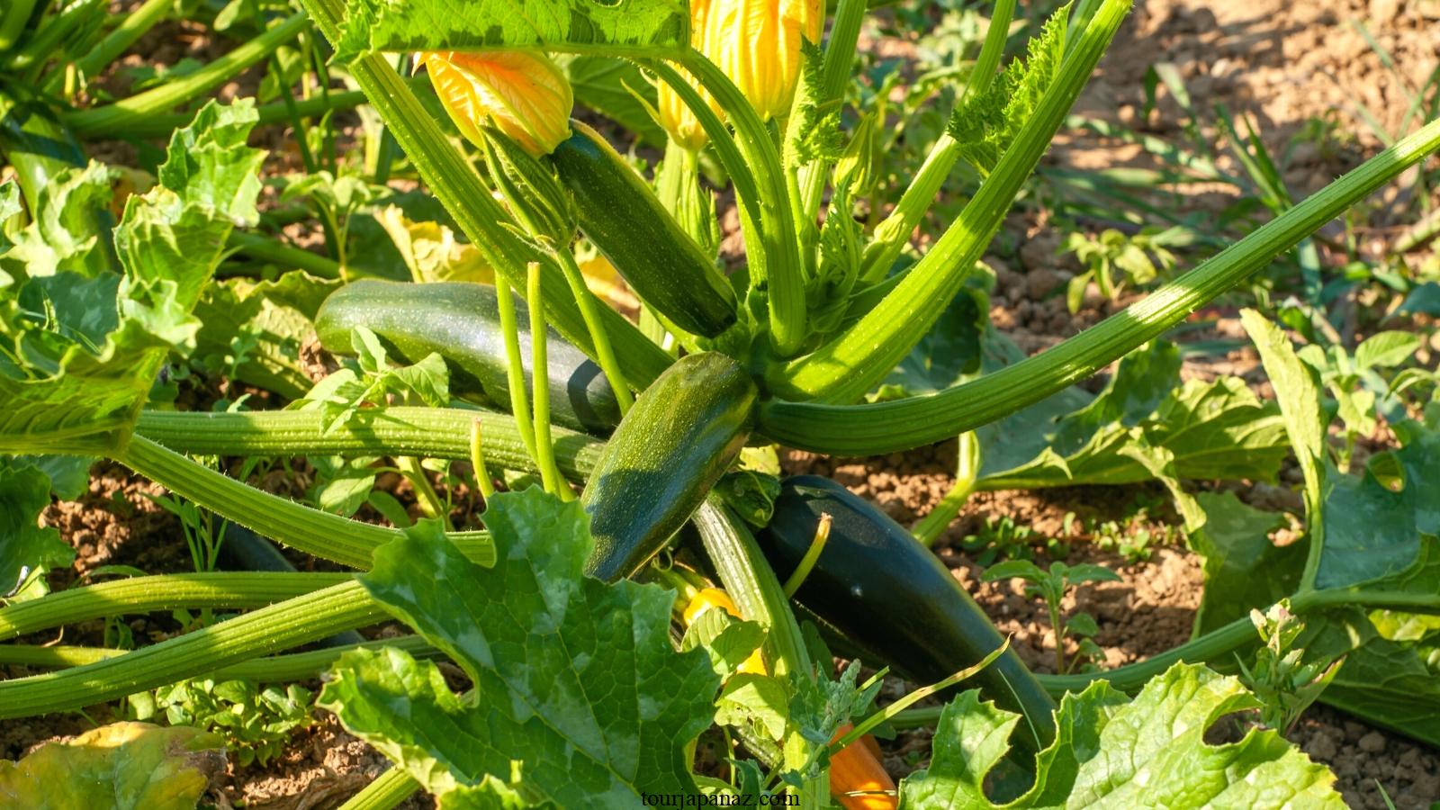 Zucchini Growth Stages: How Fast Does Zucchini Grow? 5