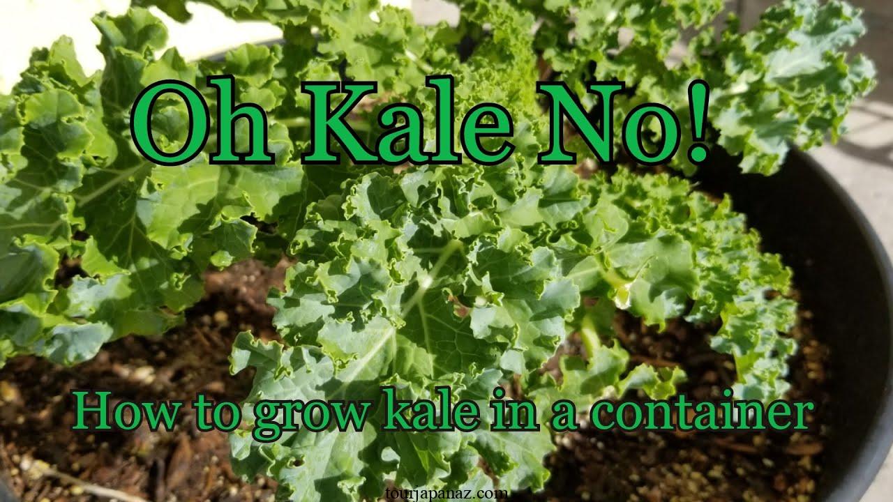 10 Tips For Growing Kale in Pots or Containers 1