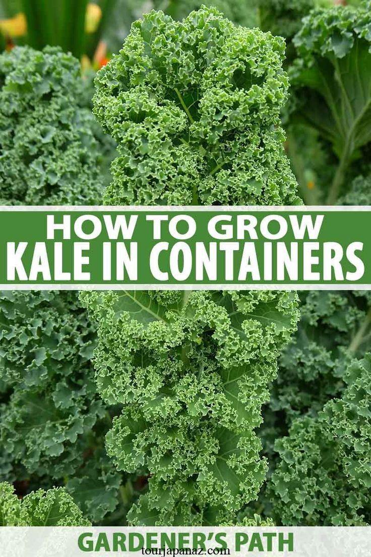 10 Tips For Growing Kale in Pots or Containers 2