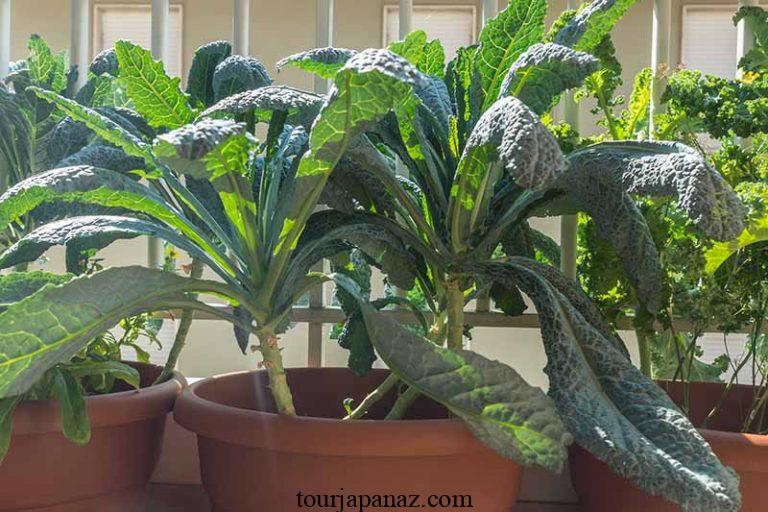10 Tips For Growing Kale in Pots or Containers 3