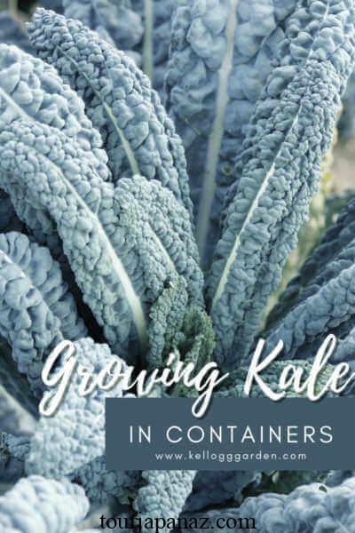 10 Tips For Growing Kale in Pots or Containers 4