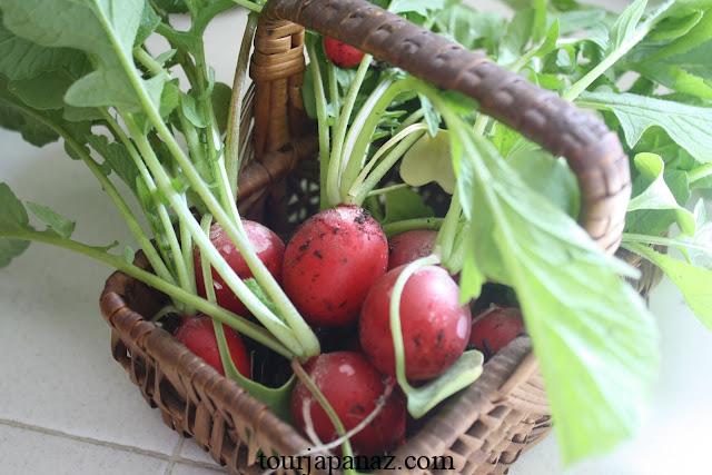 Can You Grow Tomatoes With Radishes? 2