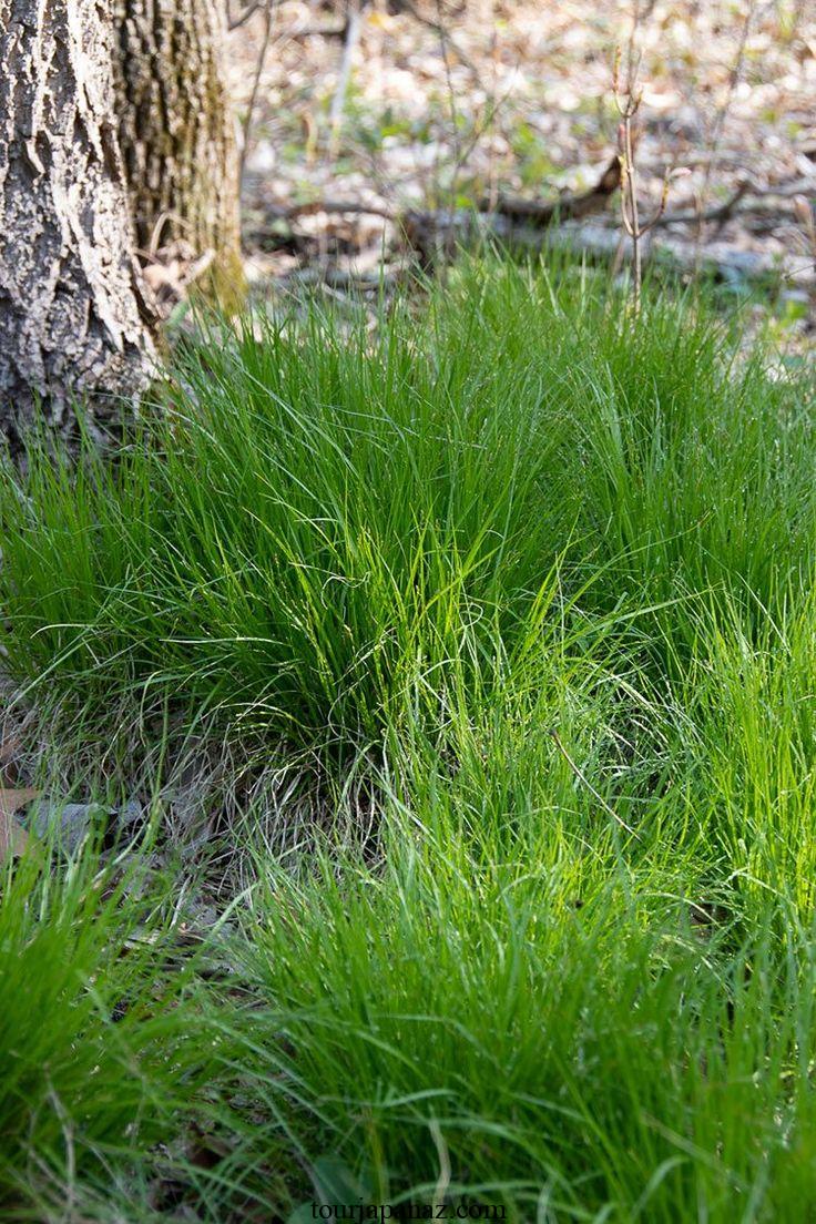 Growing Pennsylvania sedge (Carex pensylvanica) in a garden or as a lawn alternative 1