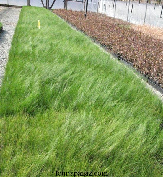Growing Pennsylvania sedge (Carex pensylvanica) in a garden or as a lawn alternative 2