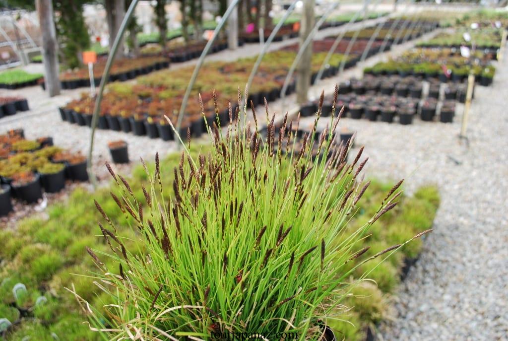 Growing Pennsylvania sedge (Carex pensylvanica) in a garden or as a lawn alternative 4