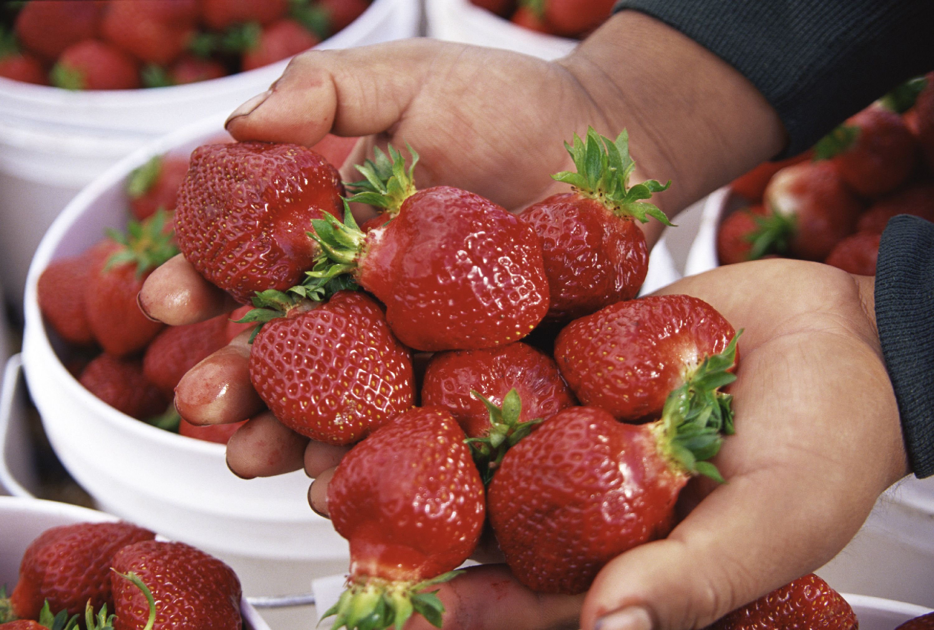 How Far Apart to Plant Strawberries for the Biggest, Juiciest Berries 2