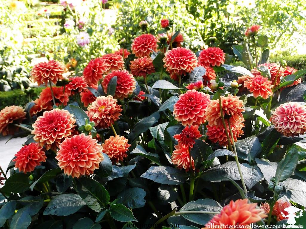 When to plant dahlia bulbs: 3 options for lots of beautiful blooms 1