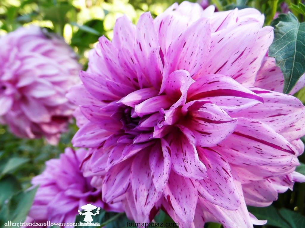 When to plant dahlia bulbs: 3 options for lots of beautiful blooms 4