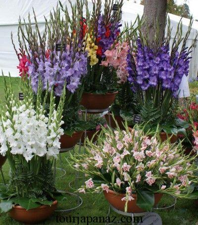 When to plant gladioli bulbs in gardens and containers 1