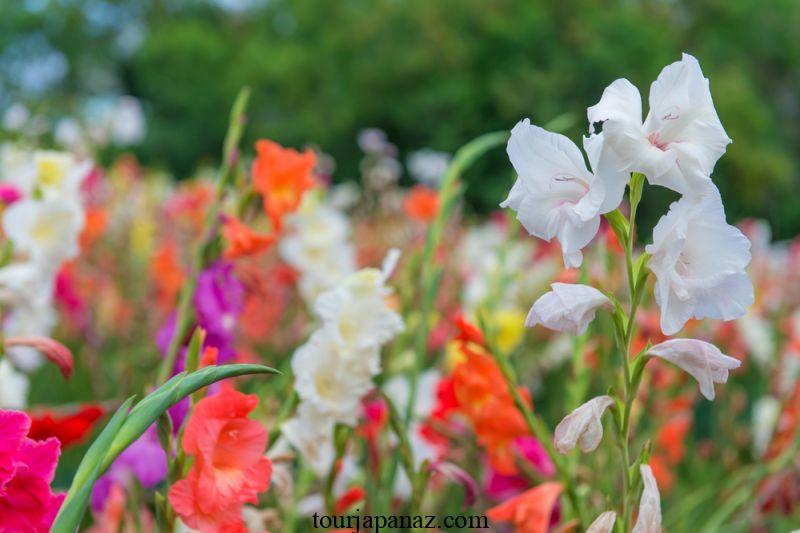 When to plant gladioli bulbs in gardens and containers 2