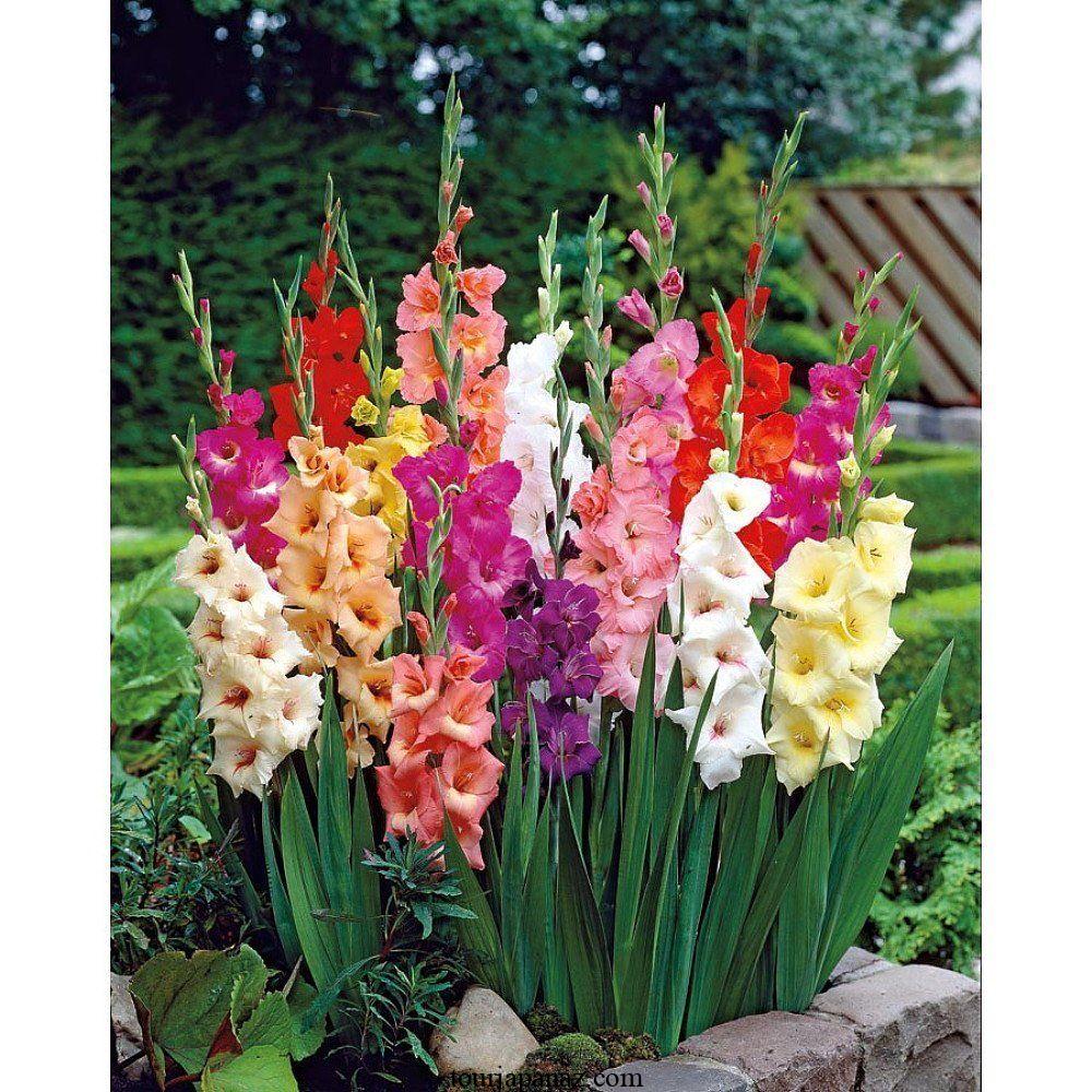 When to plant gladioli bulbs in gardens and containers 4