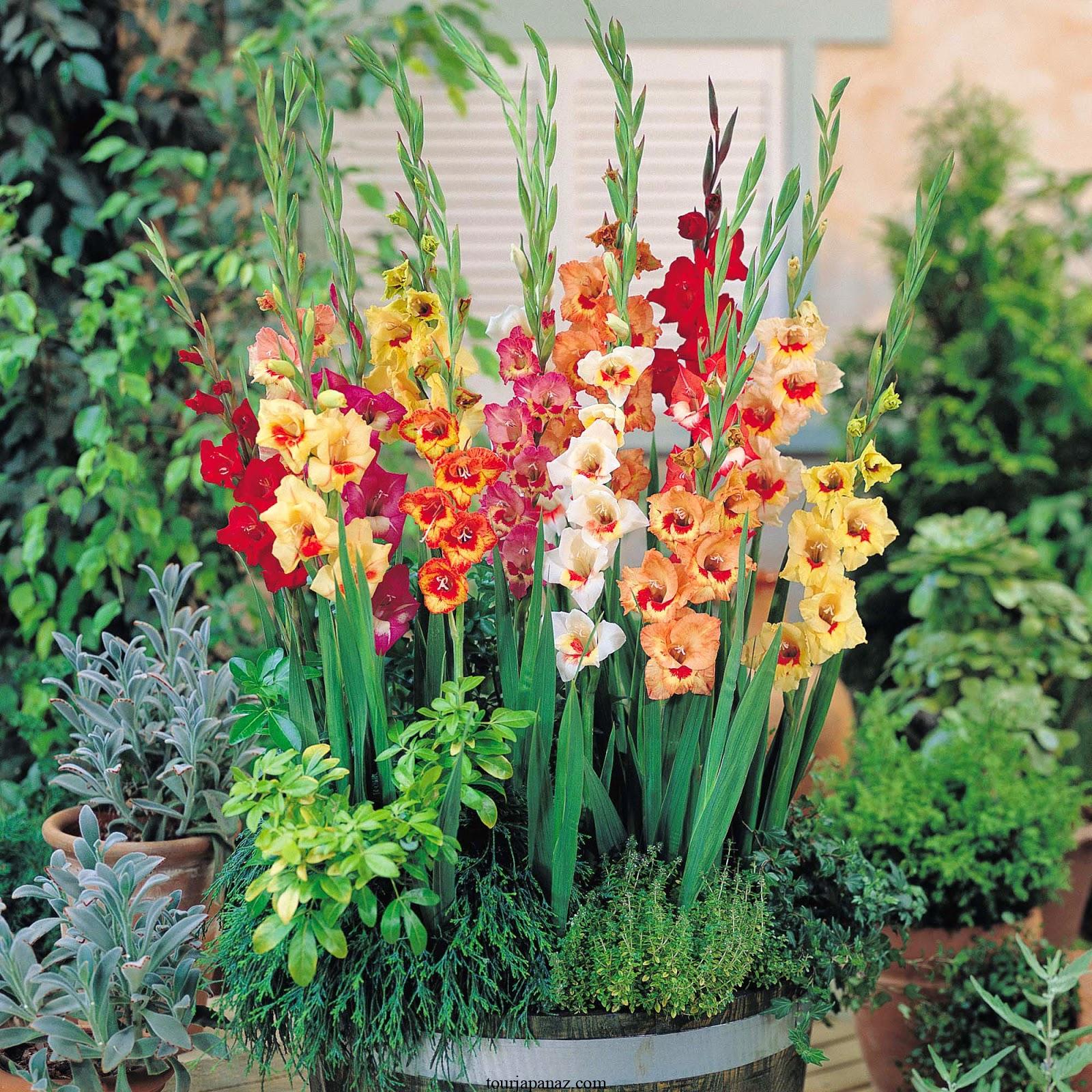 When to plant gladioli bulbs in gardens and containers 5